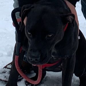 Meet your Posher, Bentley